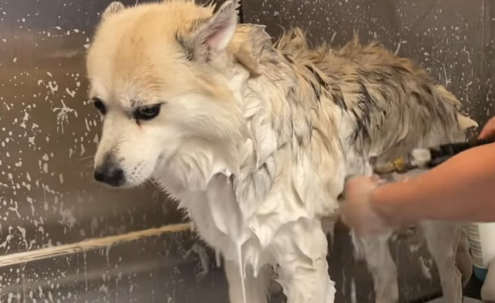 Best deshedding shampoo for dogs