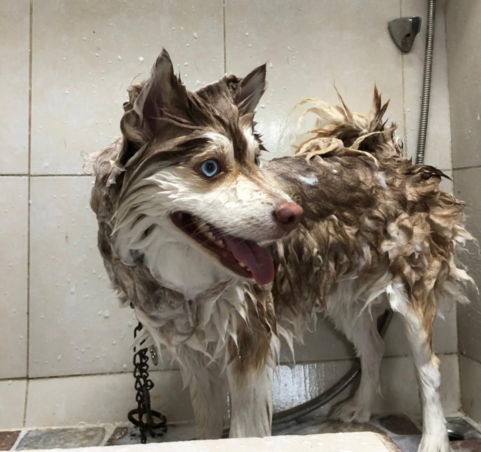 Best smelling shampoo for dogs