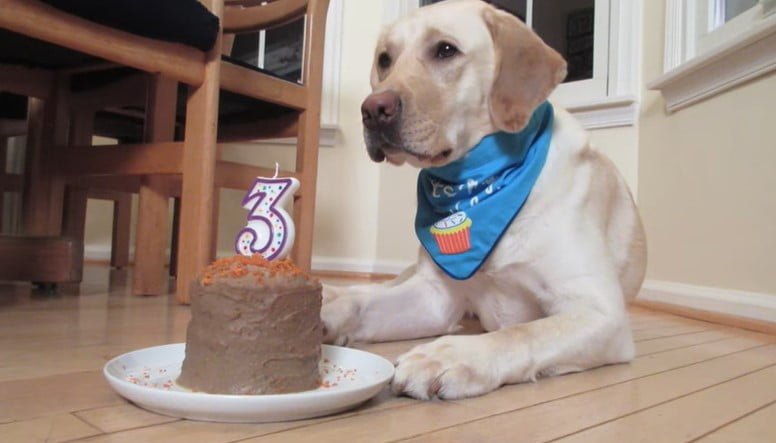 Can dogs eat chocolate cake