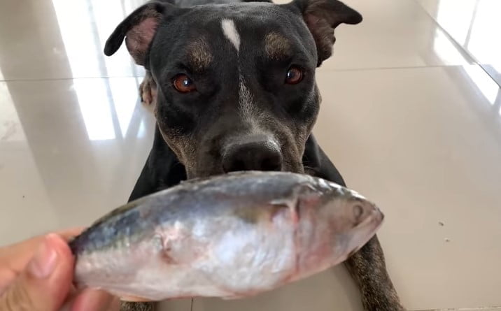Can dogs eat fish bones
