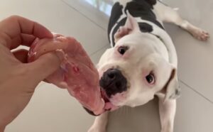 Can dogs eat raw chicken breast