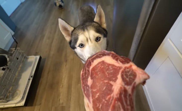 Can dogs eat steak