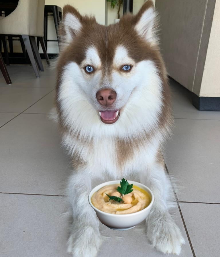 Can dogs eat hummus