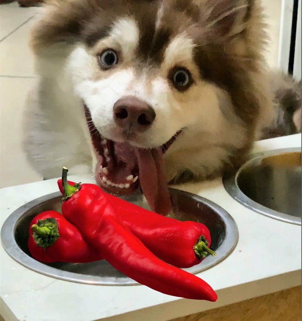 Can dogs eat hot food