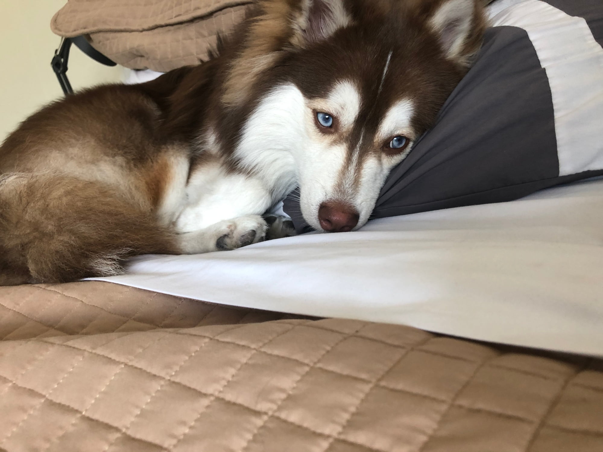 Pomsky health issues and concerns