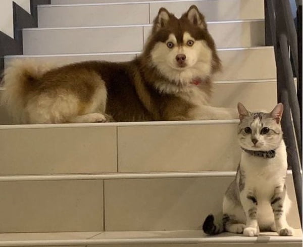 Are pomsky dogs good with cats 1 - are pomsky dogs good with cats