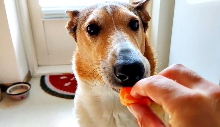 Can dogs eat mandarins