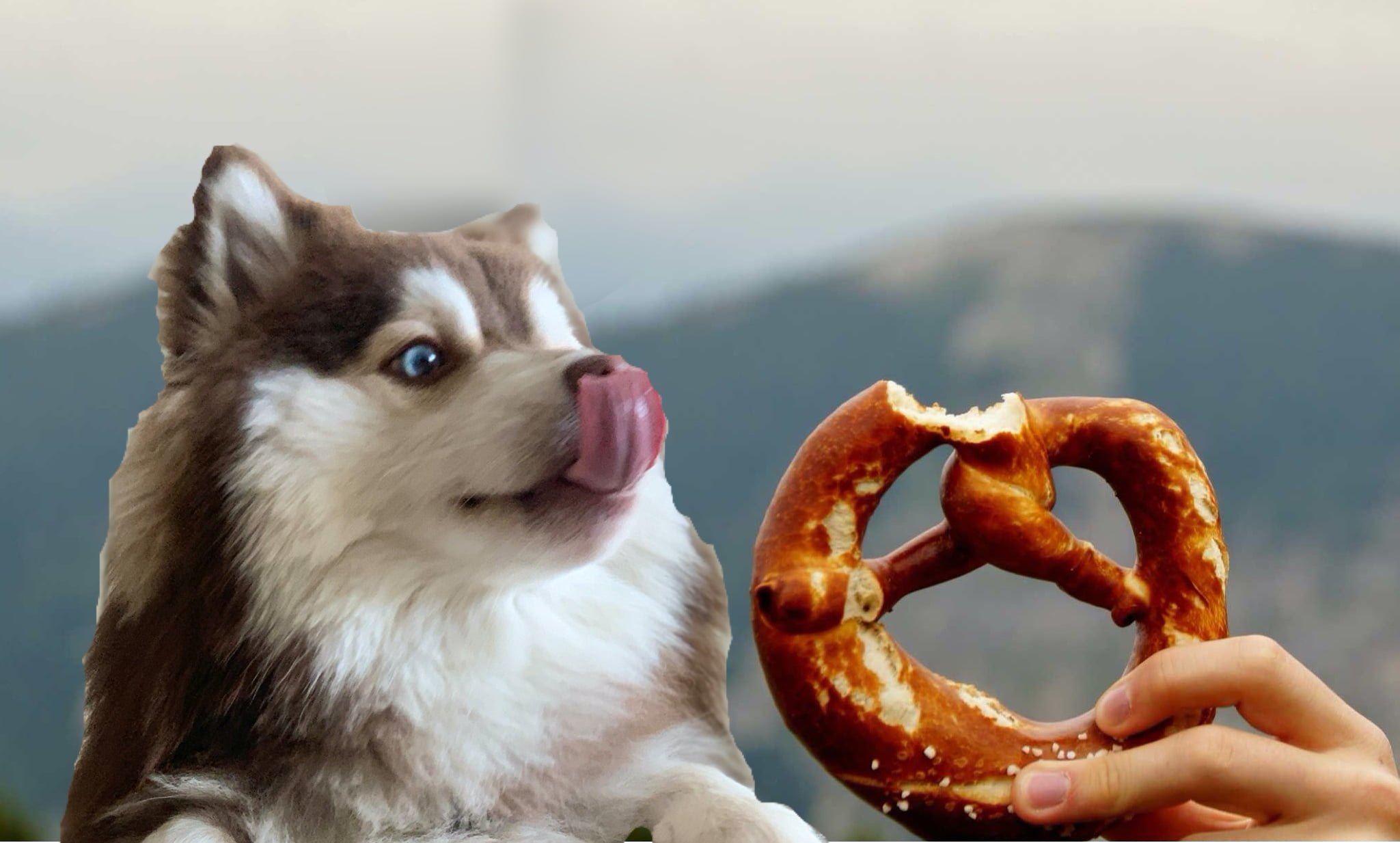 Can dogs have pretzels