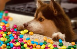 Can dogs eat skittles